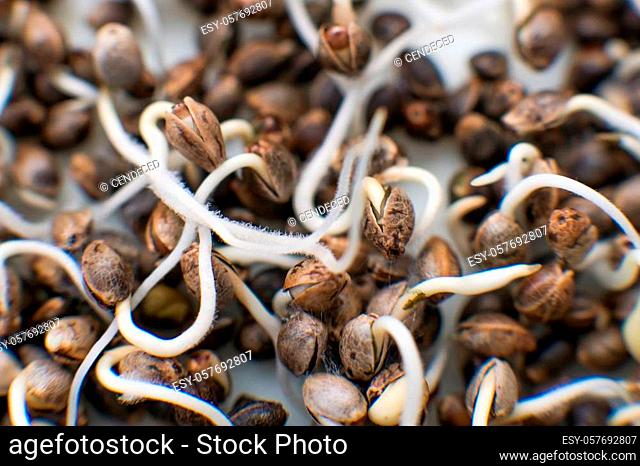 Marijuana seeds. Many sprouting cannabis seeds. close-up macro. Germinated cannabis seed. Hovering Hemp. Sale of cannabis seeds