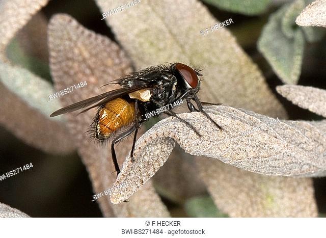 Face fly, Autumn house-fly Musca autumnalis, male, Germany