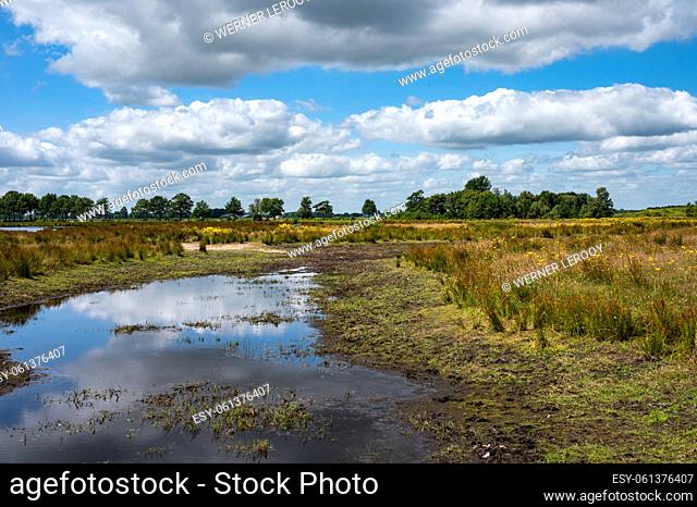 Landscape view over green grass, heather vegetation and water ponds of the fen national park, Fochtelo, The Netherlands