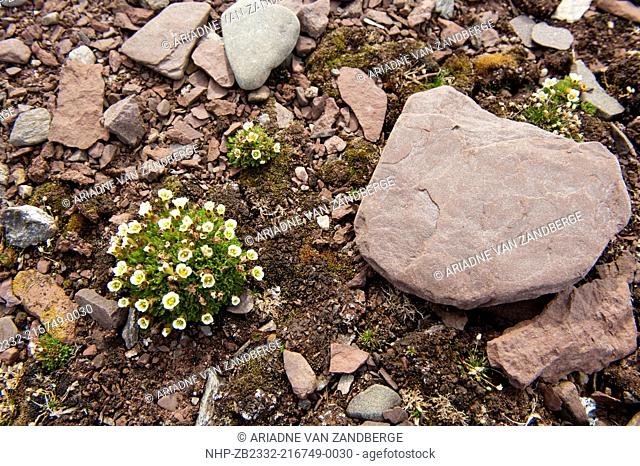 Tufted saxifrage, Saxifraga cespitosa L , Tundra flowers, Spitsbergen, Svalbard, Arctic