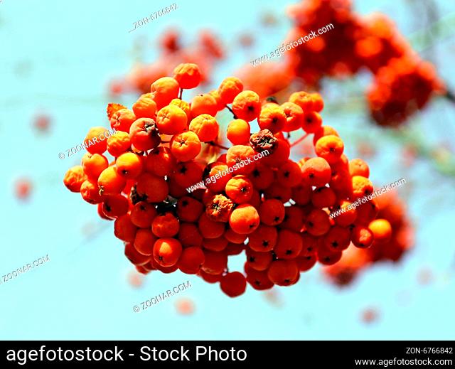 Large red rowan berries photographed close up