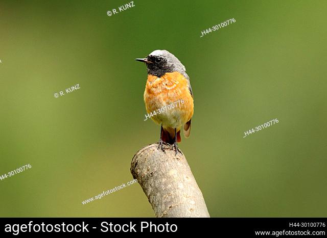 Common Redstart, Phoenicurus phoenicurus, Turdidae, male, winter dress, bird, animal, Geschinen, Goms, Canton of Valais, Switzerland