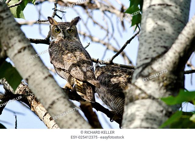 Great Horned Owl Making Direct Eye Contact with You