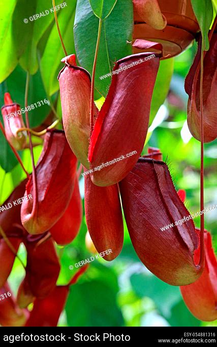 Boiler traps of the insectivorous can plant Nepenthes miranda