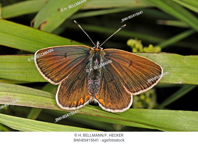 Geranium Argus (Aricia eumedon, Eumedonia eumedon, Plebejus eumedon, Plebeius eumedon, Lycaena eumedon), sitting on spears, view from above, Germany