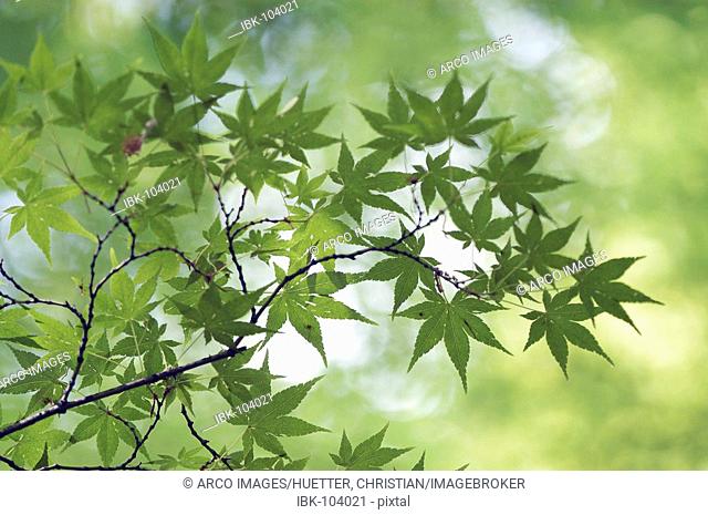 Japanese Maple in spring (Acer palmatum)