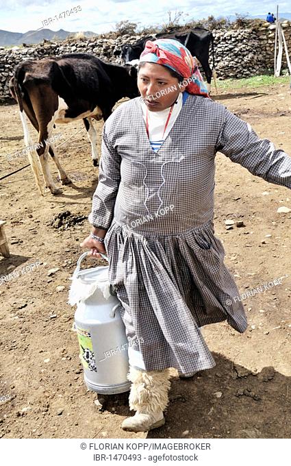 Dairy cow farming, woman with milk churn, Altiplano Bolivian highland, Oruro Department, Bolivia, South America