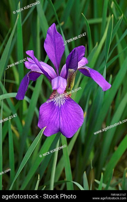 Iris, Siberian Flag, Iris sibirica, Single purple coloured flower growing outdoor in field of grass