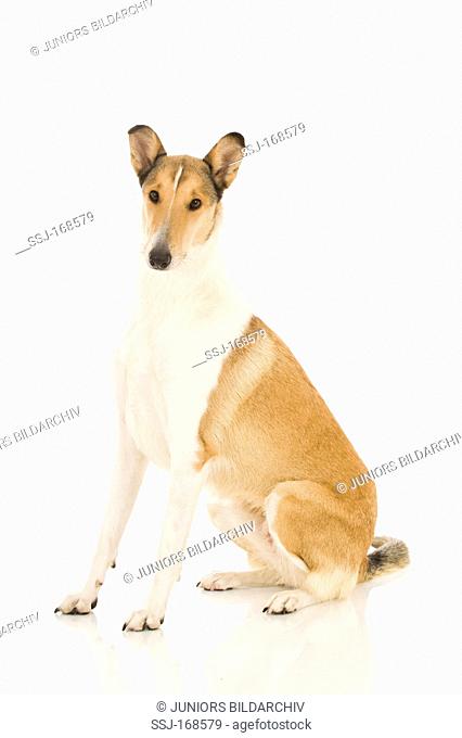 Smooth Collie, adult sitting. Studio picture against a white background