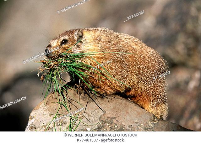Yellow-bellied Marmots (Marmota flaviventris) with grass as store for hibernation. Yellowstone N.P., Wyoming, USA