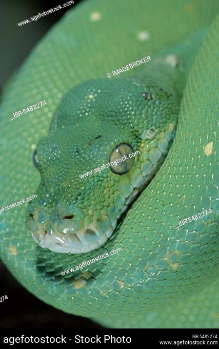 Green Tree Pythons (Morelia viridis)