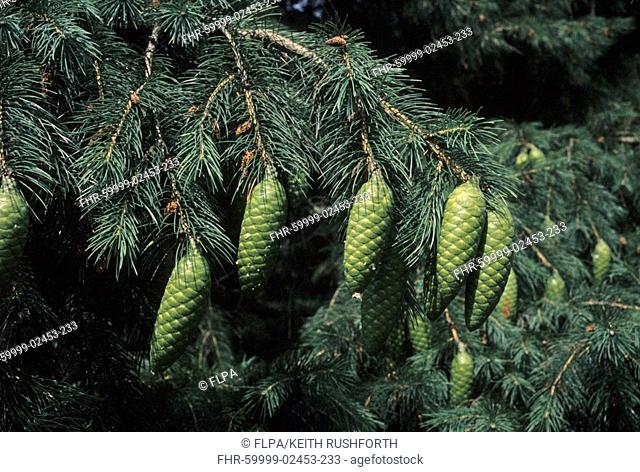 Morinda Spruce Picea smithiana leaf and fruit