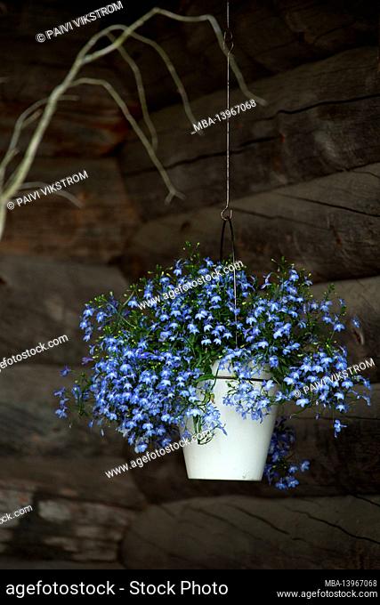 Lobelia, blue blossom, white hanging flower pot, dark log wall background