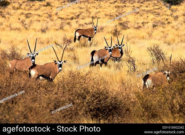 Wildlife in Namibia VII