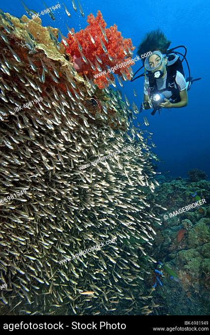 Shoal of Red Sea Dwarf Sweeper (Parapriacanthus guentheri), diver with lamp behind, Similan Islands, Thailand, Asia