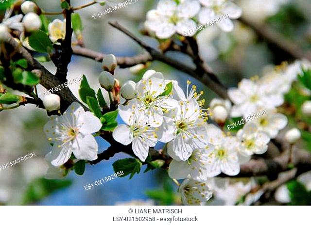 Pflaumenbaumbluete - plum blossom 01