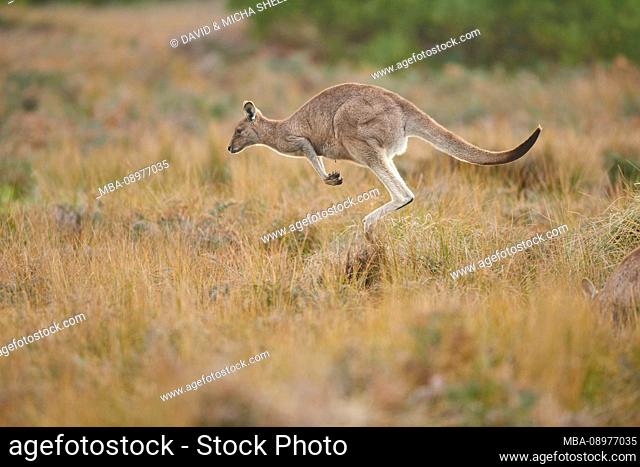 Eastern Gray Kangaroo (Macropus giganteus), Meadow, Sideways, Jump, Wilsons Promontory National Park, Victoria, Australia, Oceania