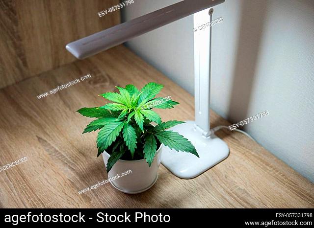Cannabis on on the table. Growing marijuana at home. Cannabis Plant Growing. Vegetation period. Indoor cultivation concept of growing under artificial light
