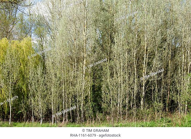 Copse of White Poplar trees, also known as Silver Poplar or Silverleaf Poplar, Populus alba, in Eastleach Turville in the Cotswolds, UK