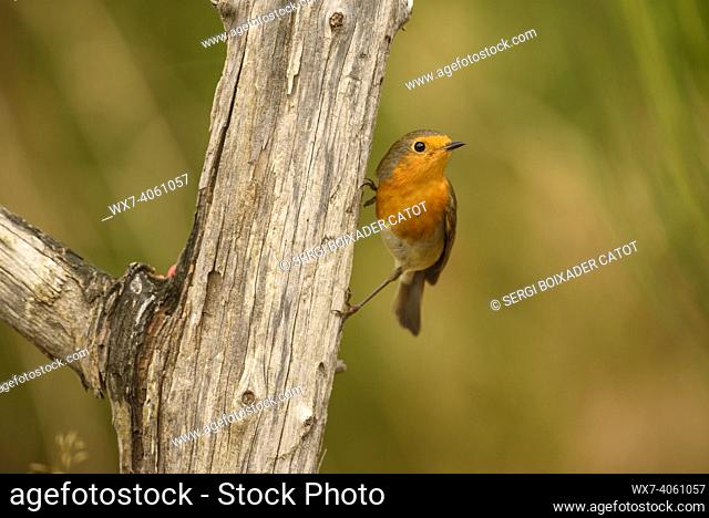European robin (Erithacus rubecula) photographed from a Photo Logístics hideout in Montseny (Barcelona, Catalonia, Spain)