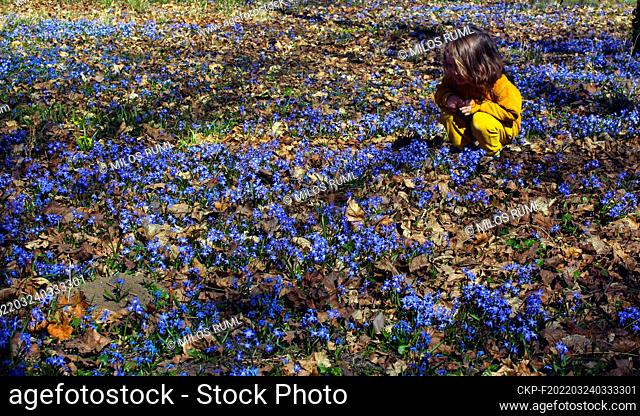 Small boy looks at Common bluebell (Hyacinthoides non-scripta) in park in Dobrichovice near Prague, Czech Republic, March 23, 2022