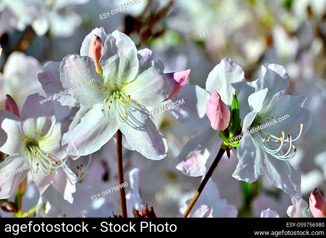 Beautiful white rhododendron flowers closeup. Spring background