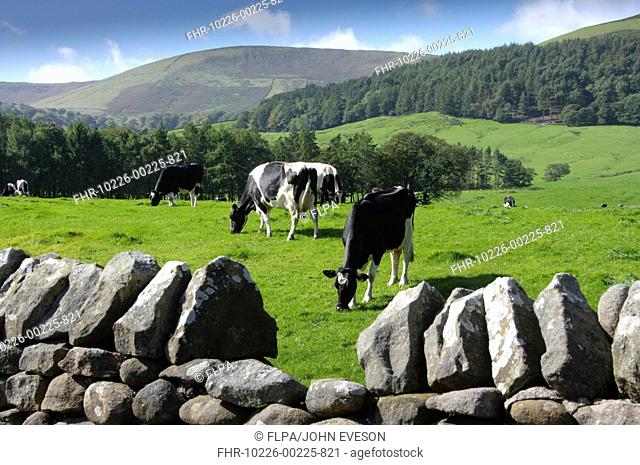 Domestic Cattle, Holstein cows, herd grazing in pasture beside drystone wall, Dunsop Bridge, Lancashire, England, september