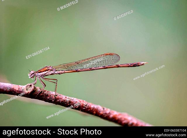 A dragonfly on a branch on a bush