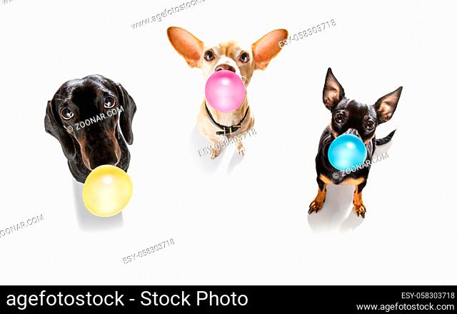 curious couple row of dogs looking up to owner waiting or sitting patient to play or go for a walk with chewing bubble gum ,  isolated on white background