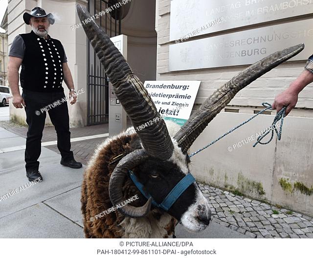 12 April 2018, Germany, Potsdam: Shepherds with a ram protest outside the Brandenburg Landtag state parliament. The shepherds are calling for the introduction...