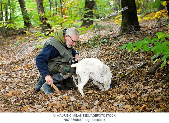 Senior man looking truffles in the woods with his dog