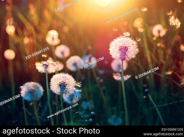 Dandelions on a sunny evening