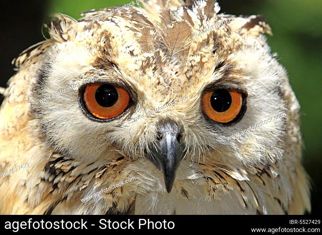 Indian eagle-owl (Bubo bengalensis), Cape Town, South Africa, Bengal Eagle Owl, Rock Eagle Owl, Africa