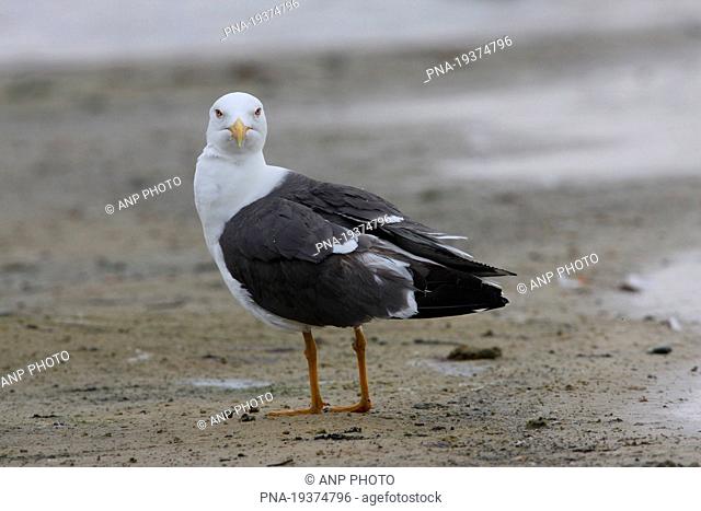 Lesser Black-backed Gull Larus fuscus - Wilsum, County of Bentheim, Grafschaft Bentheim, Lower Saxony, Niedersachsen, Germany, Europe