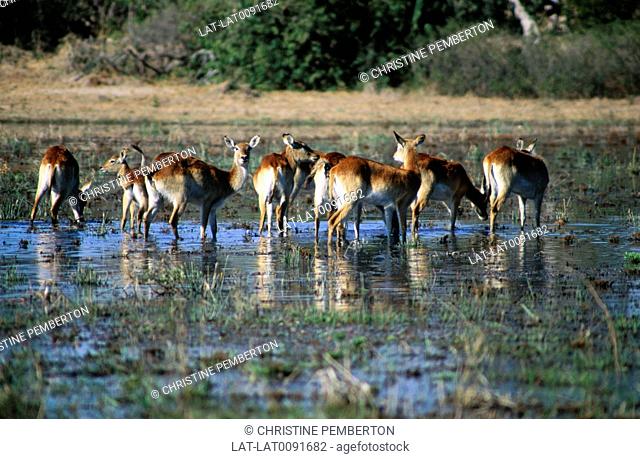 The Lechwe, or Southern Lechwe, Kobus leche is an antelope found in the Okavango Delta in Botswana