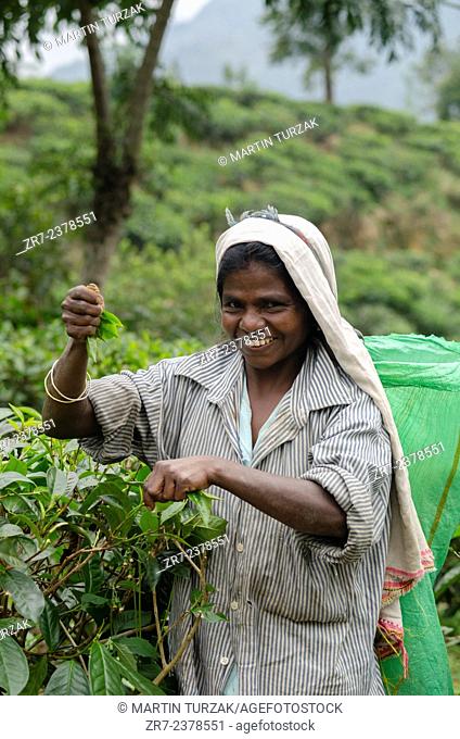 A tea plucker, near Ella village, Southern Highlands, Sri Lanka