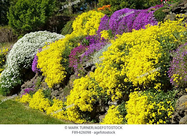 Basket of Gold, Evergreen Candytuft, Purple Aubrieta cascade over sunny rock wall (Aurinia saxatilis; Iberis sempervirens; Aubrieta deltoides)