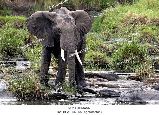 African elephant Loxodonta africana, at waterhole, Kenya, Masai Mara National Reserve