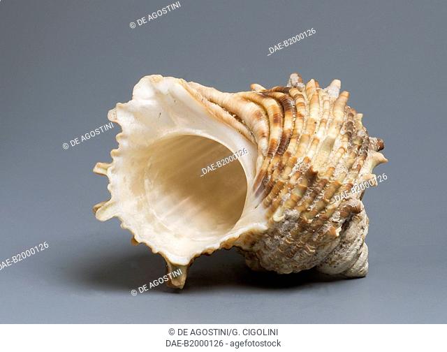 Lajonkaire's Turban shell (Turbo lajonkairii), Trochoidea.  Private Collection