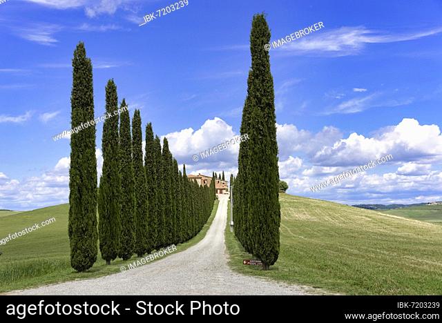 Cypress avenue to on a country house, near Bagno Vignioni, San Quirico d'Orcia, Val d'Orcia, Province of Siena, Tuscany, Italy, Europe