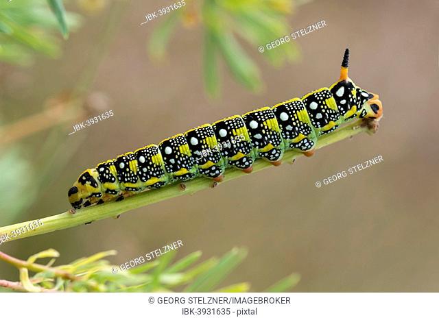 Caterpillar of the Spurge Hawk-moth (Hyles euphorbiae) feeding on its food plant Cypress Spurge (Euphorbia cyparissias), Germany