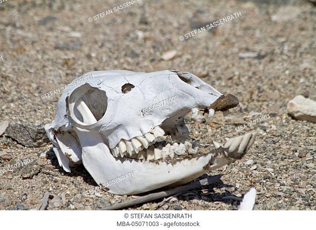 Goat skull in Pan of the Azucar, Northern Chile