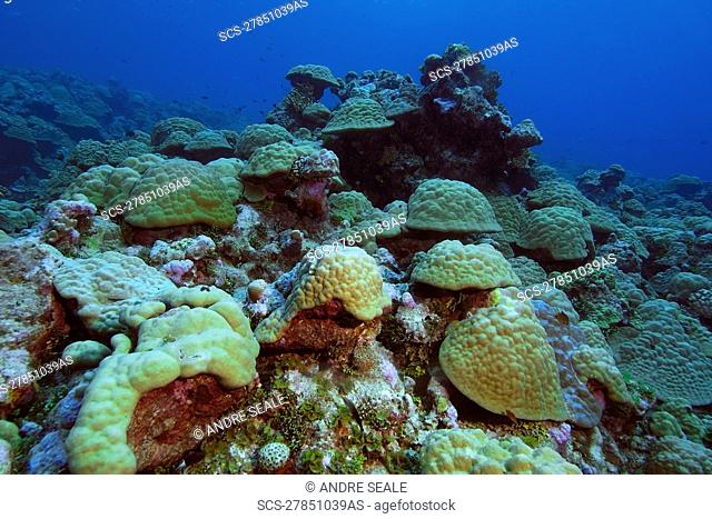 Lobe coral, Porites spp , Namu atoll, Marshall Islands N Pacific