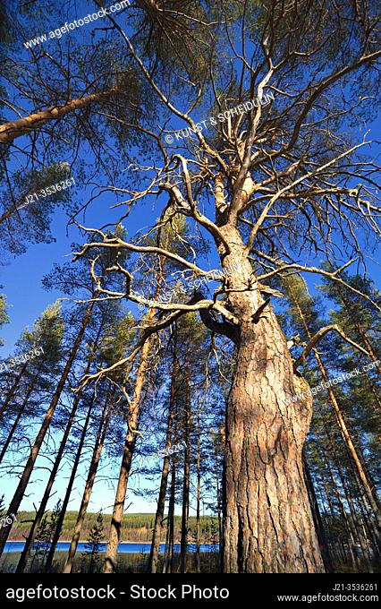 An old pine tree (Pinus sp. ) is growing in a forest. An old pine tree (Pinus sp. ) is growing in a forest near a lake