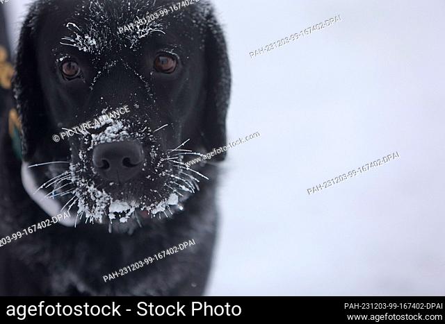 03 December 2023, Saxony-Anhalt, Schierke: Hoarfrost forms on the fur and whiskers of a dog on the Brocken. On Sunday, there is still snow on the Brocken in the...