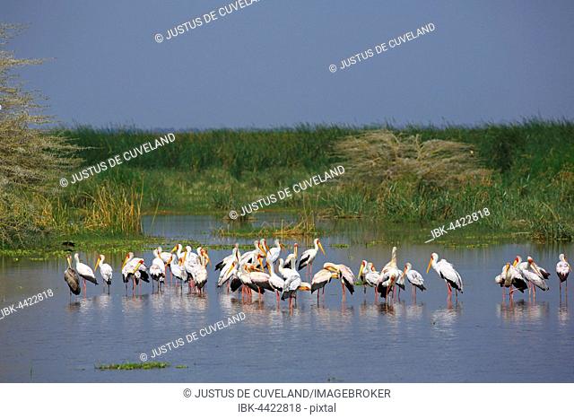 Yellow-billed storks (Mycteria ibis) standing in Lake Manyara, shallow water, Lake Manyara National Park, Tanzania