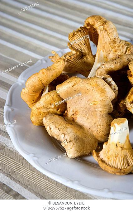 Fresh chanterelle mushrooms on a plate