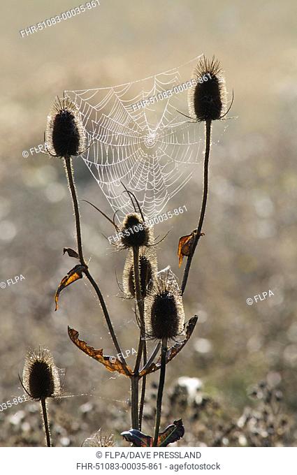 Common Teasel (Dipsacus fullonum) backlit seedheads, with dew covered orb web in mist at dawn, Elmley Marshes National Nature reserve, Isle of Sheppey, Kent