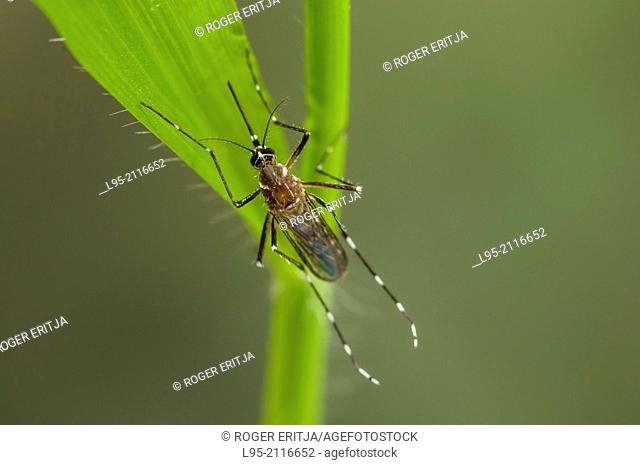Aedes aegypti female resting into vegetation. One of the most common mosquito species worldwide, invasive to Europe in the past and carrier of Dengue