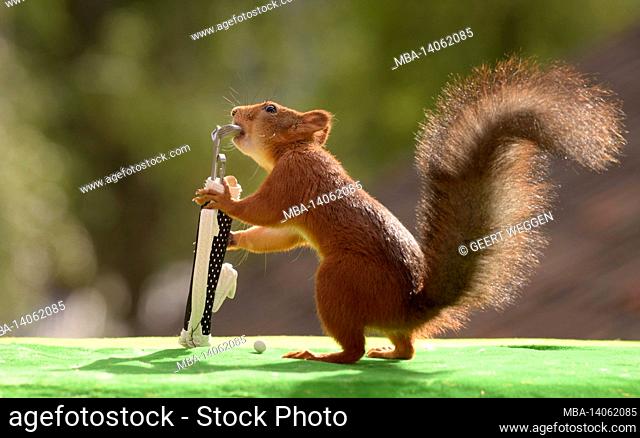 red squirrel taking out a golf club from a golf bag